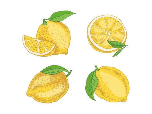Hand-drawn lemon sketch with leaves, slices, and citrus fruits for menus
