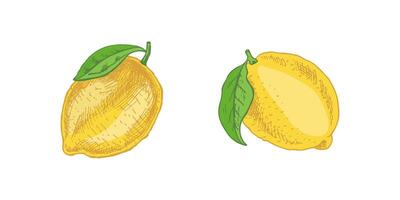 Citrus illustration, lemon, orange, and grapefruit for posters and menus vector