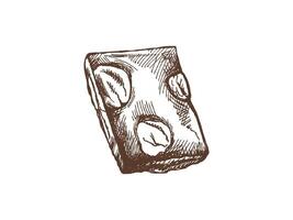 Piece of chocolate with nuts in vintage hand-drawn style vector