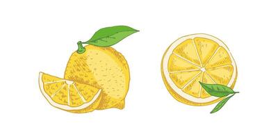 Hand-drawn citrus collection, lemon, orange, and grapefruit for labels vector