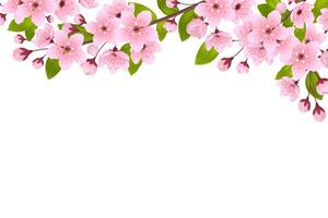 Sakura blossom composition in realistic style vector