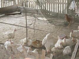 group of hens behind net in local chicken Thai farm photo