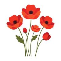 illustration of red poppies on white background vector