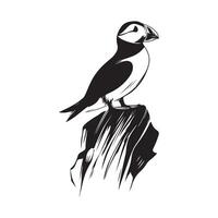 Black and white Puffin standing on a cliff stock image isolated on white background vector