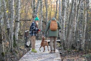 Active backpacking family plays fetch with Vizsla dog while hiking eco trail in autumn birch grove photo