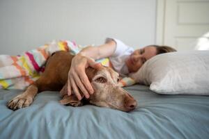 Close up vizsla dog's muzzle lying with owner touching pet head with hands in bed, awaked together. photo