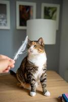 Cute cat attentive looking on feather in owner hand, curious sniffs get ready to catch toy with paws photo