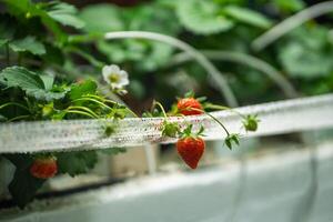 Strawberry filled greenhouse shelf with specialized pollination, fertilization and irrigation system photo