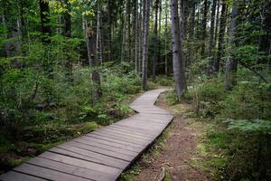 Empty ecological trail in dense dark coniferous forest in autumn. Hiking trail in woodland photo