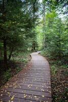 Empty ecological trail in dense dark coniferous forest in autumn. Hiking trail in woodland photo