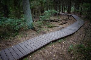 Ecological trail in autumn, footpath in national park through dense dark coniferous spruce forest photo