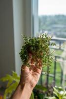 Hand holding blooming Peperomia Prostrata - string of turtles houseplant in small pot against window photo
