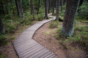 Empty ecological trail in dense dark coniferous forest in autumn. Hiking trail in woodland photo