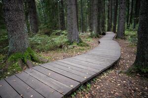 Ecological winding wooden pathway in national park through dark coniferous spruce forest. Trail hike photo