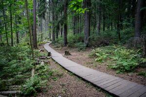 Empty ecological trail in dense dark coniferous forest in autumn. Hiking trail in woodland photo