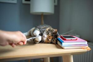 Playful cat engrossed in game with pet owner by catching and holding toy in paws while lying at desk photo