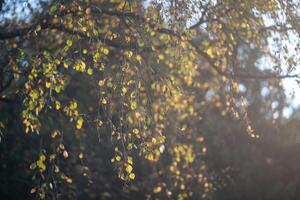 Birch tree branches with dry yellow autumn leaves slightly swaying on wind in sunset. Fall season. photo