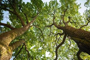 Large oak trees spread crown and branches in park from below. Tree canopy shields plant from wind photo