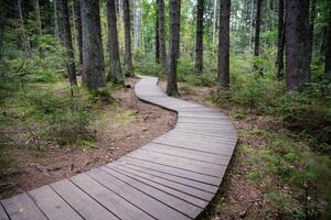 Empty ecological trail in dense dark coniferous forest in autumn. Hiking trail in woodland photo