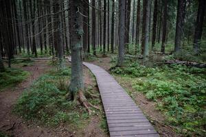 Ecological trail in autumn, footpath in national park through dense dark coniferous spruce forest photo