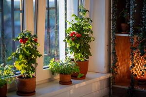 Homegrown small bush of balcony cherry red tomato in clay pots growing on windowsill at home. photo