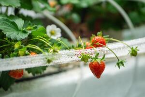 Blooming Strawberry cultivation in greenhouse. Mini-farm for growing Fragaria in artificial soil. photo