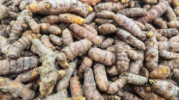Turmeric or Curcuma zedoaria is a medicinal plant that is often used as a cooking ingredient. The tubers are small and yellow in color. photo