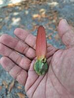 Blurred image of tree seeds in hand photo