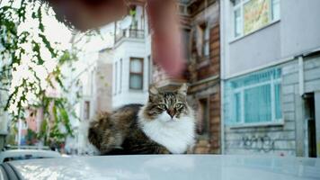 While a gorgeous white-maned tabby cat lies on top of a car a finger is showing her in a funny way, Turkish houses are visible at the background video