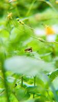 Euphyes Butterfly Perched on a Green Leaf with Close Up View of Wildlife Amidst Lush Nature video