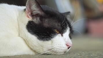 The black and white cat is lying on the floor, showing a comfortable posture. video
