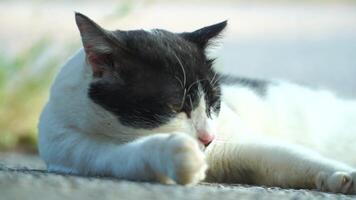 The black and white cat is lying on the floor, showing a comfortable posture. video