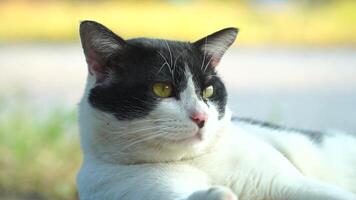 The black and white cat is lying on the floor, showing a comfortable posture. video