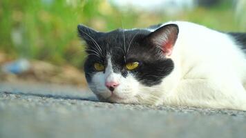 The black and white cat is lying on the floor, showing a comfortable posture. video