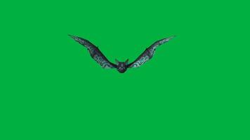 Bat flying animation video