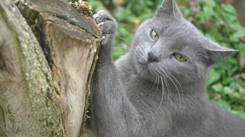 A Playful Gray Cat Engaging in Scratching the Tree Bark While in Nature video