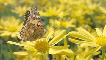 A Butterfly Resting on Bright Yellow Flowers in a Natural Setting video