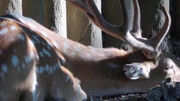 A sika deer is lying on the ground, resting and looking around video