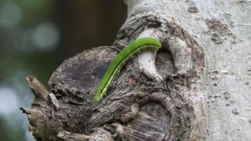 The caterpillar is crawling on the tree trunk. video