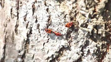 Red and Black Firebug Insect Walking on Tree Bark Close Up video