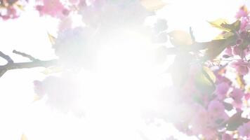The sun's rays shine through the thick flowers on the branches of the sakura tree video