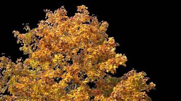 Autumn tree leaves with transparent background swaying with a light wind Autumn landscape. Isolated tree. video