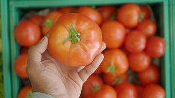 Fresh, ripe tomatoes in hand while shopping at the bustling market video