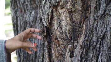 Establish a connection with nature through gently touching the bark of a tree in a peaceful park video