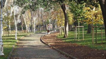A Scenic Park Pathway during Autumn adorned with Lush Greenery all around video