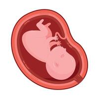 Fetal foetus development process, embryo. Baby in the womb. graphics vector