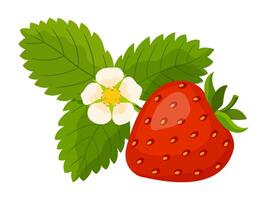 Fresh sweet strawberry. Red berry, strawberry leaf and flower. Hand drawn summer strawberry trendy flat style isolated for design. illustration vector