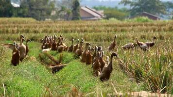 A flock of ducks walking through a field video