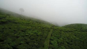 A view of a tea plantation in the fog video