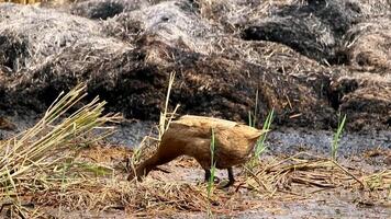 A bird is walking through the grass near a pile of hay video